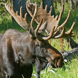 Close-up photo of a bull moose with full rack.