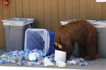 Bear Trash