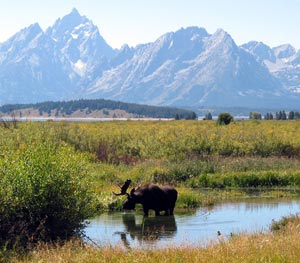 Moose with Teton Range in background, late summer.