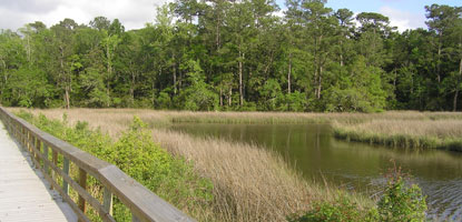 The gray boardwalk trail is adjacent to the green bayou with trees in the background.
