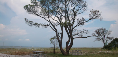 A tree tree shades picnic tables at Okaloosa Day Use Area.
