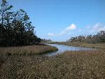 Spartina alternaflora grows in the salt marsh.