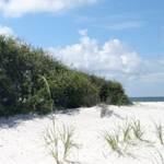 A sand dune with plants