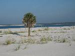 Beach on Santa Rosa Island