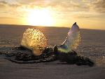 Jellyfish on the beach