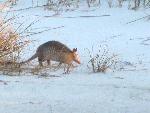 Armadillo