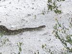 snake