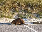 Beaver