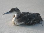 Loon