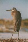 Heron