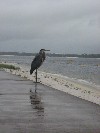 Un-oiled great blue heron and boom at For Pickns