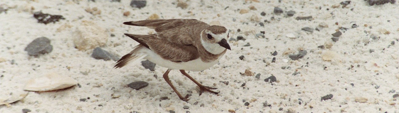A small brown birds stands on a beach of sand and broken sea shells.