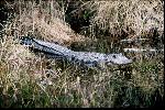 18ALLIGATOR