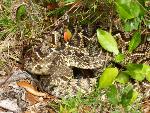Eastern Diamondback Rattlesnake