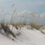 Beautiful white sand dunewith sea oats