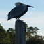 Pelican sitting on a dock post