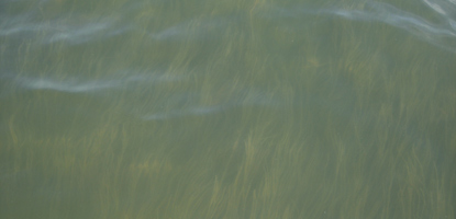 Green underwater seagrass beds are important for fish.