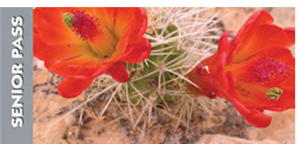 Senior Pass with bright orange-red flowers.