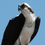 osprey