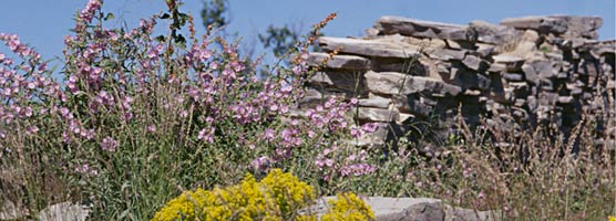 Wildflowers showcase the Pinery Ruins.
