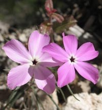 White-eye phlox offers a splash of color in a landscape dominated by muted hues of tan and brown.