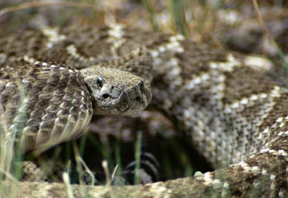 Western Diamondback rattlesnakes are one of 5 species of rattlers found in the park.