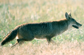 Coyote