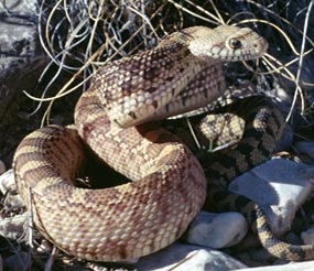 The bullsnake is the most frequently seen snake in the park.