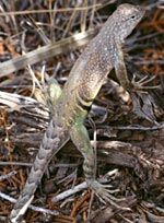 Earless lizards are among many species found in the park.