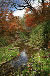 A meandering, intermittent stream supports the woodland riparian vegetation in McKittrick Canyon.