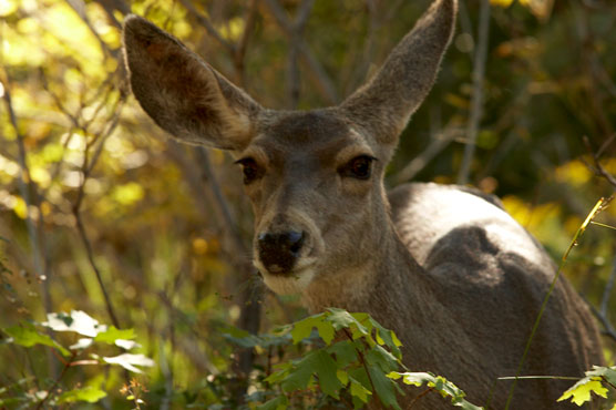 Muledeer