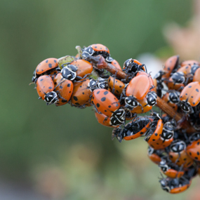 ladybug_thumb