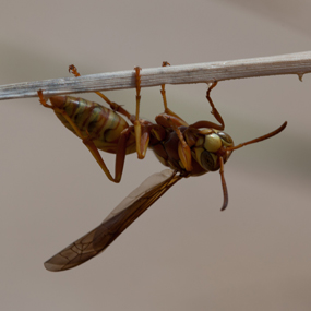 thumb_wasp_2