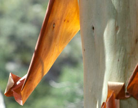 The peeling red bark of the Texas madrone reveals smooth, white bark underneath.