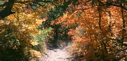 Beautiful fall colors adorn McKittrick Canyon.