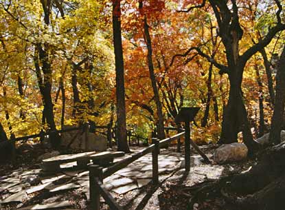 Smith Spring, though surrounded by desert, supports a rich riparian habitat.