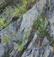 Wildflowers and lichens cling to a bedrock terrace