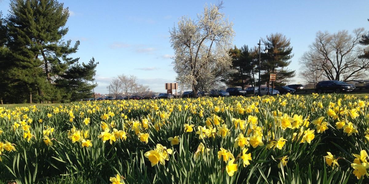 A low level view over the yellow blooms of daffodils, with several tall trees and signs in the distance.
