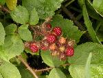 Wineberries