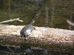 Painted Turtle