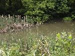 wetlands