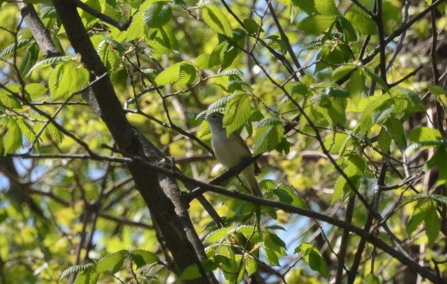 A Warbling Vireo sitting in a tree on Virginius Island.