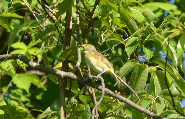 Male White-eyed Vireo sitting on a tree branch at Schoolhouse Ridge North. These birds are yellow and gray but are distinguishable by their white eye.