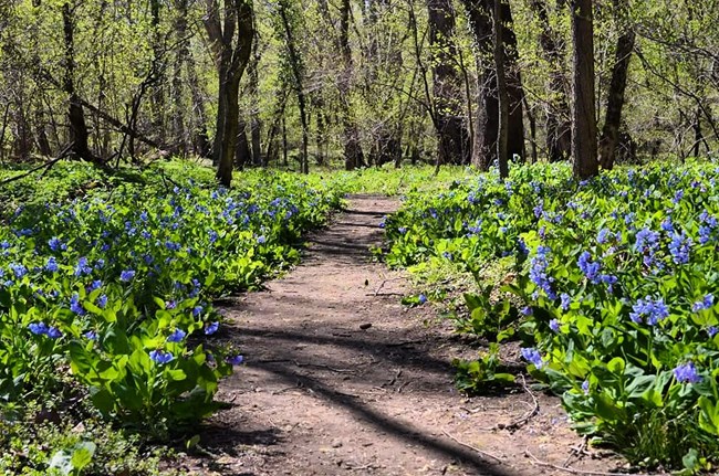 violet wildflowers surround a dirt path through the woods