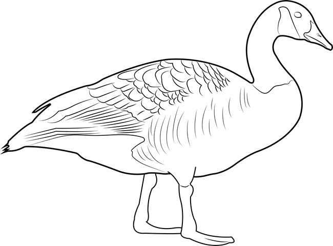 A black and white drawing of a Canada Goose