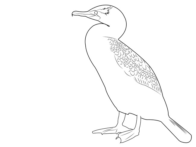 A black and white drawing of a Double-crested Cormorant.