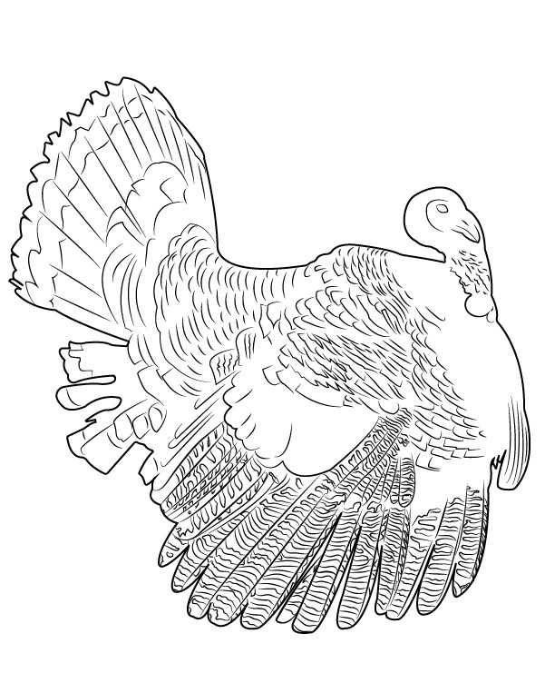 A black and white drawing of a Wild Turkey