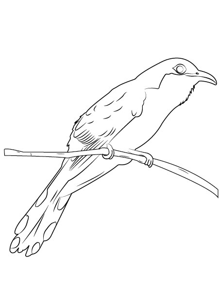 A black and white drawing of a Yellow-billed Cuckoo