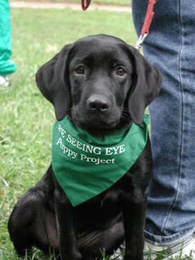 Even puppies must be on a leash.