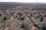 Oregon Trail Ruts